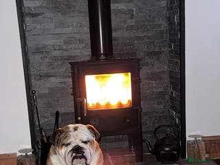 English Bulldog dogs Hudson is his name - Advert 8