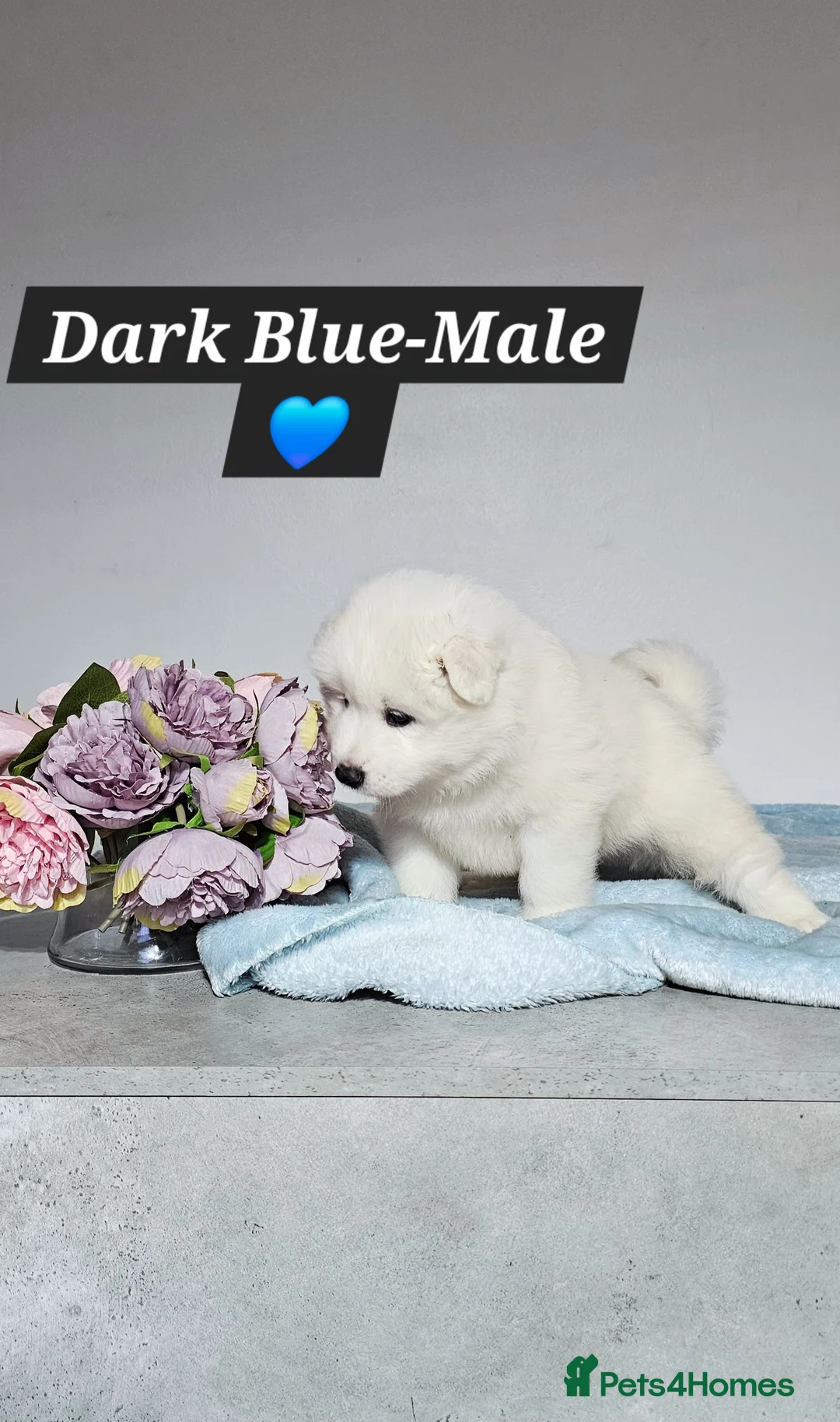 Samoyed dogs for sale: ‼️KC Registered Puppies!!!‼️ - Advert 12