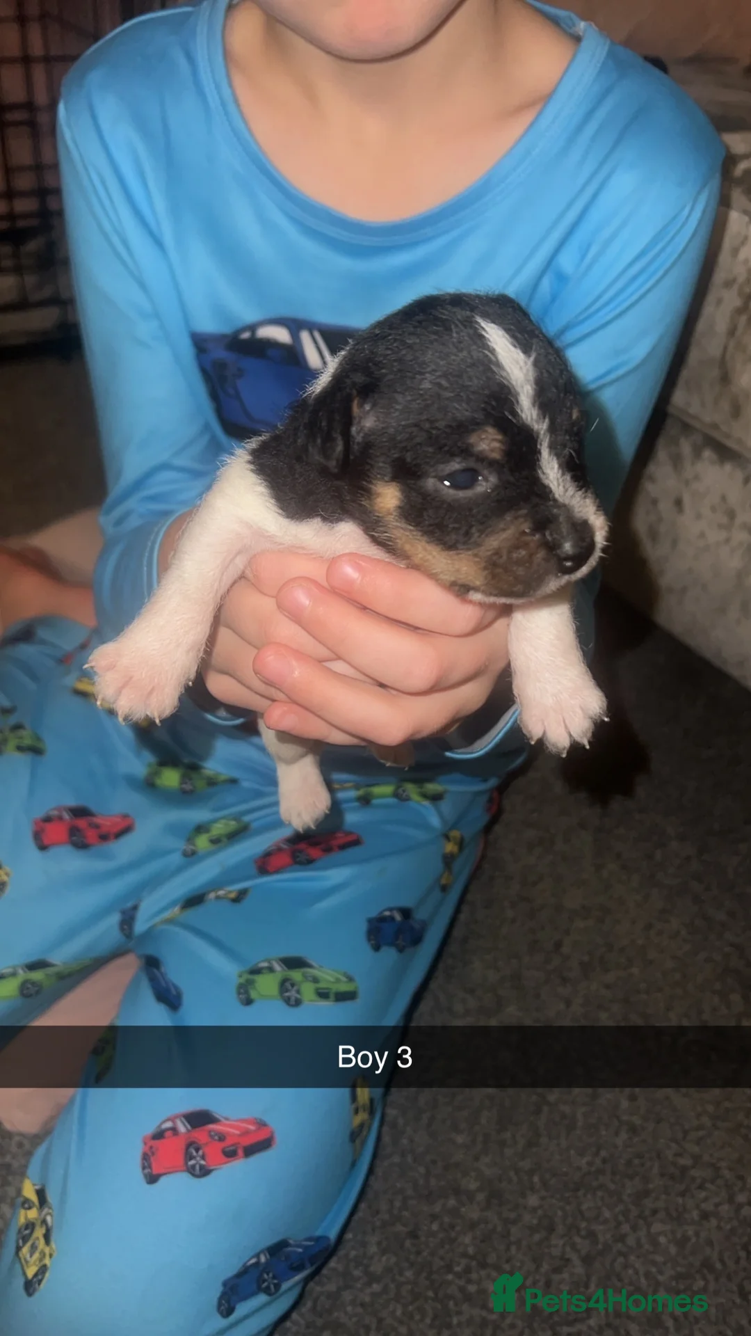 Parson Russell dogs for sale: Parson Russell Terriers  - Advert 16