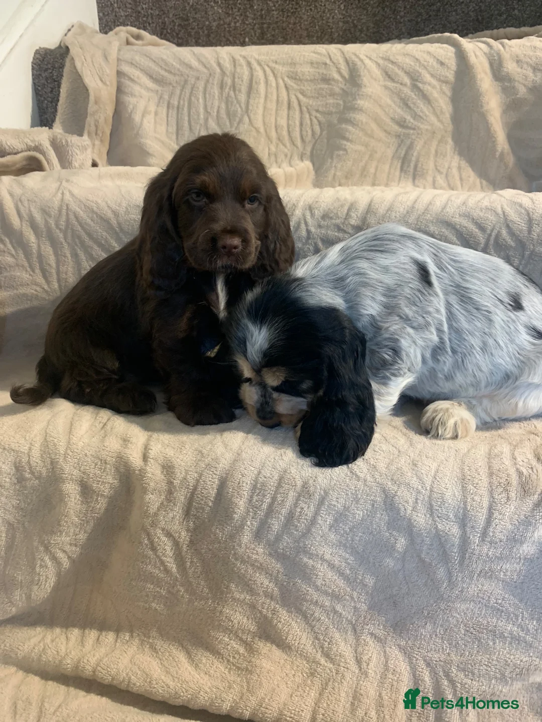 Cocker Spaniel dogs for sale: Stunning Show Type Cocker spaniels Ready Now!!  - Advert 16