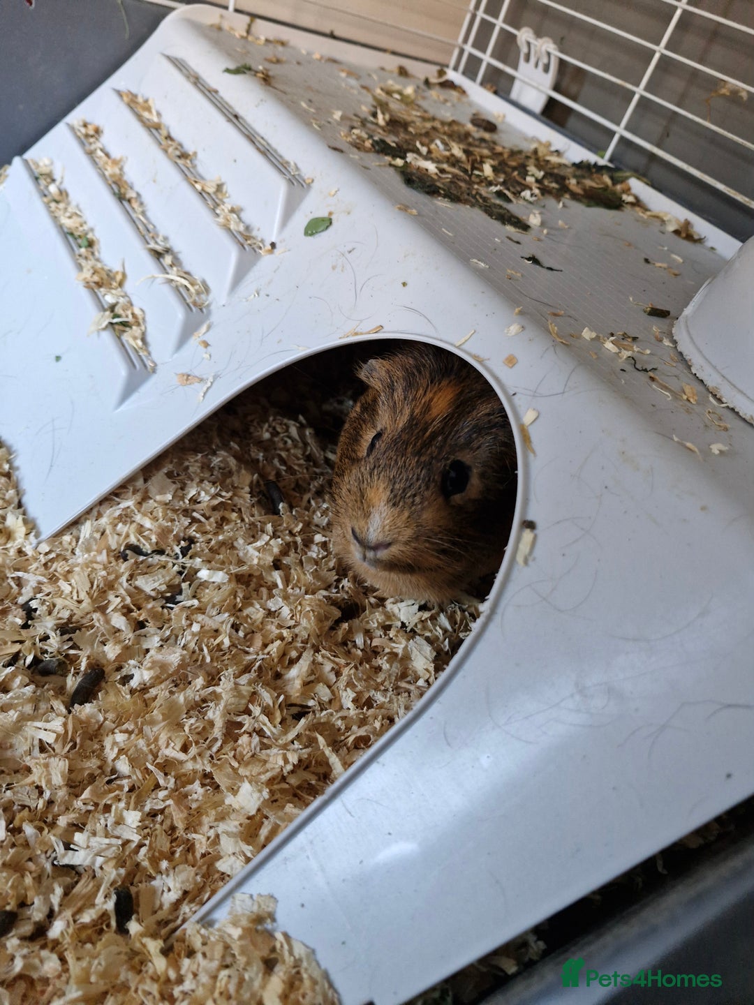Guinea Pig rodents for sale: Male Guinea pig  - Image 3