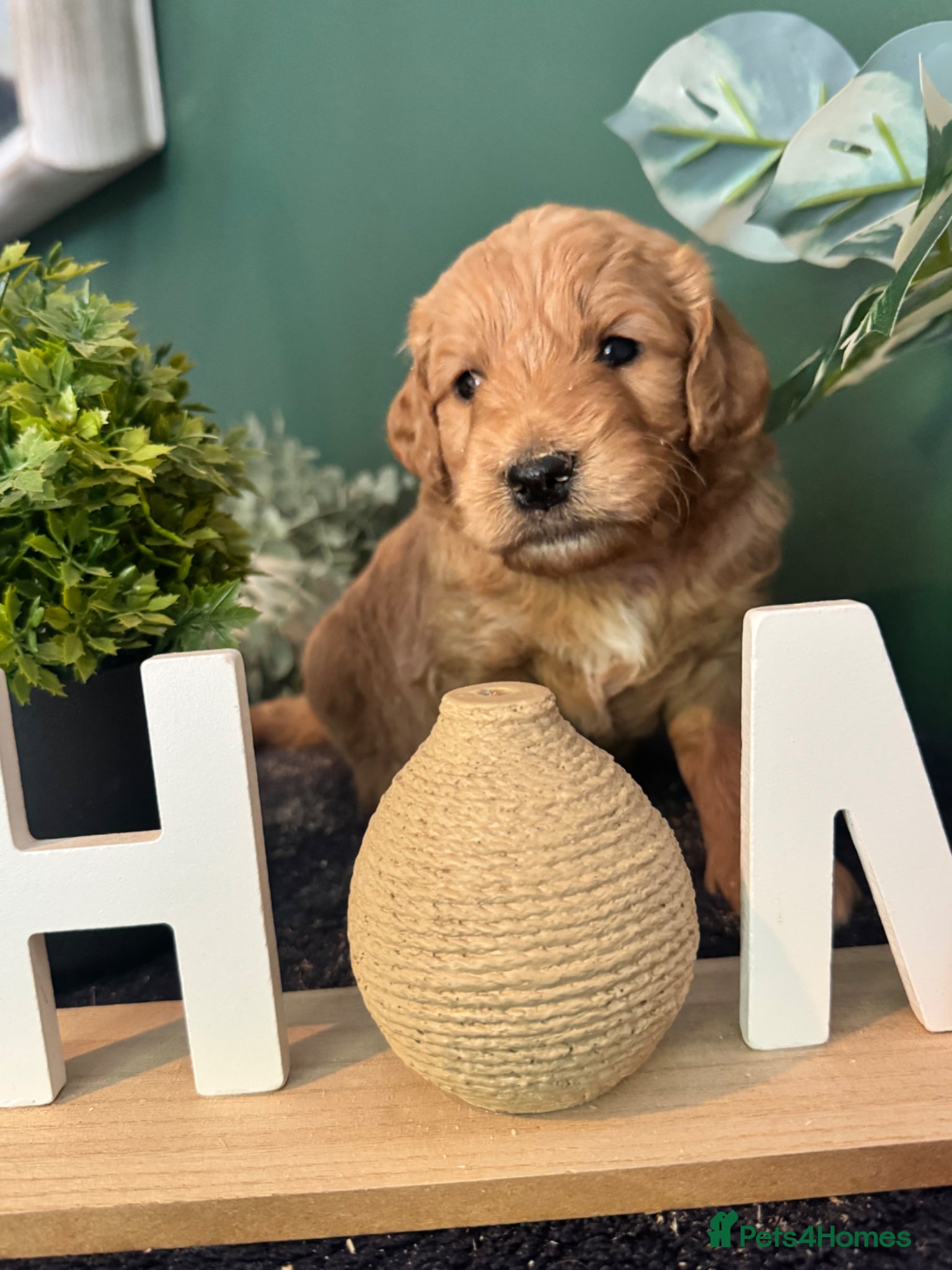 Mini Goldendoodle dogs Fantastic Miniature Goldendoodles  - Advert 2