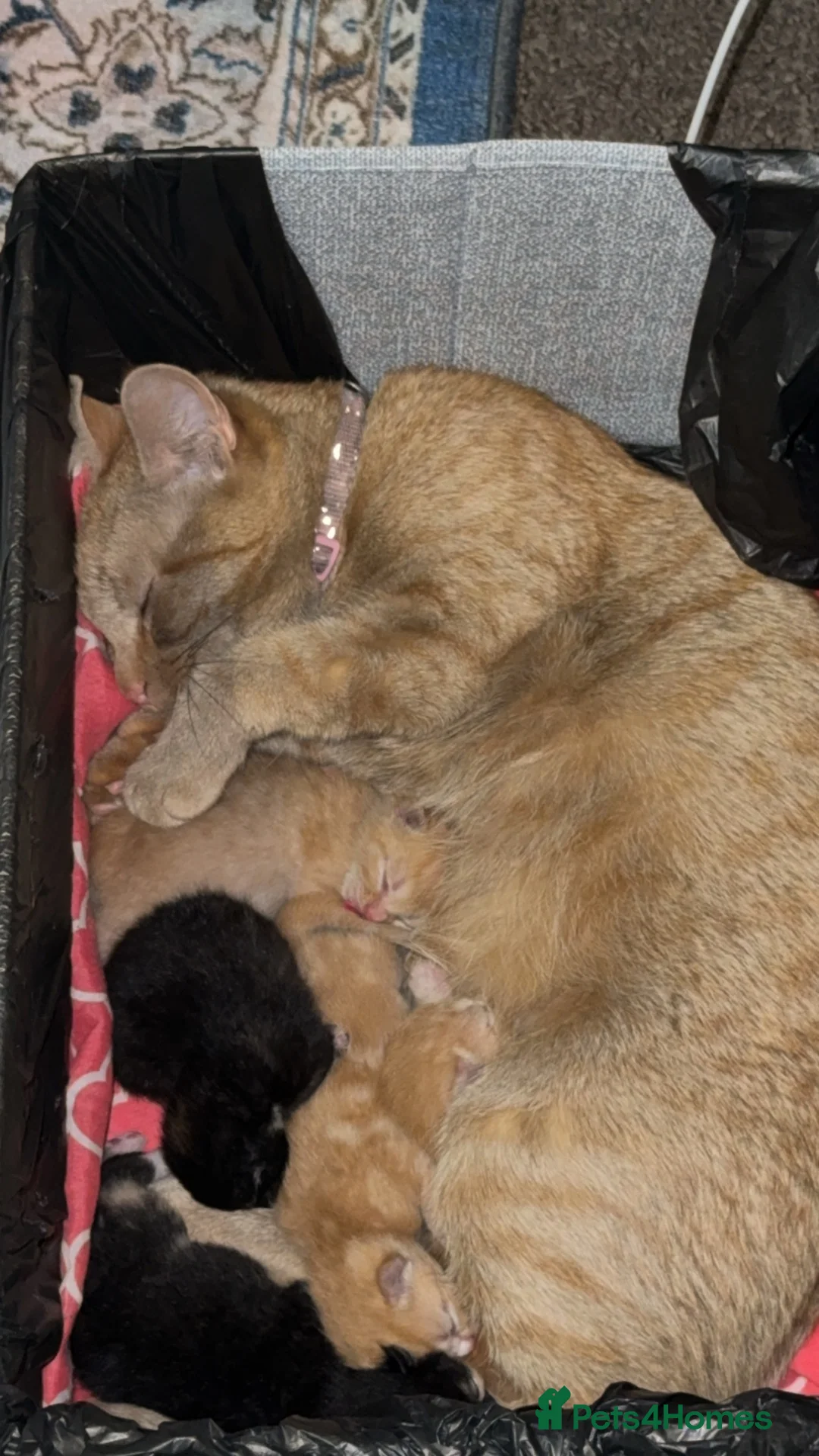 British Shorthair cats for sale: Beautiful playful kittens - Advert 1