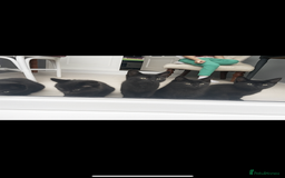 British Shorthair cats for sale: 3 x stunning black 12 week old boys  - Advert 3