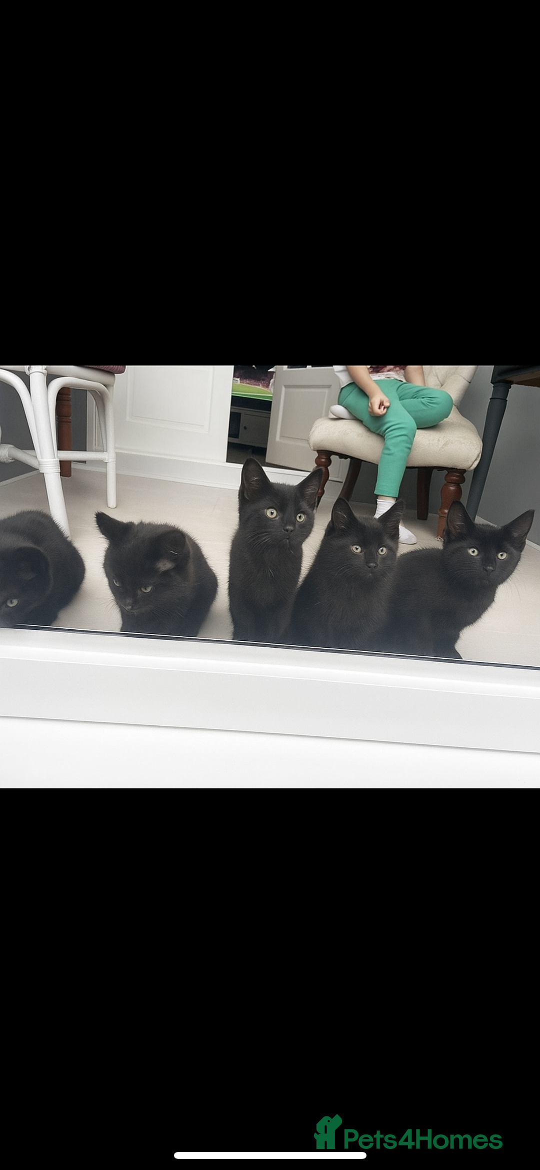 British Shorthair cats for sale: 3 x stunning black 12 week old boys  - Advert 3