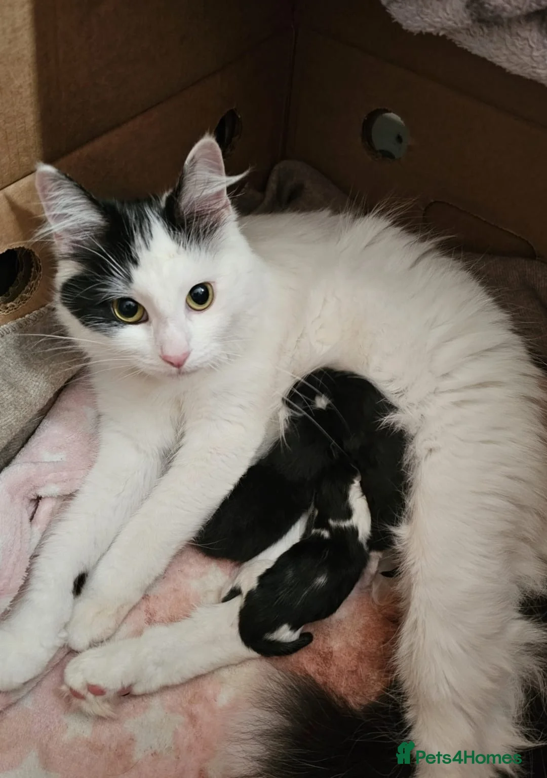 Mixed Breed cats for sale: Kittens Ready Now!! - Advert 2