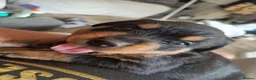 Rottweiler dogs for sale: Exceptional huge Rottweiler pups - Advert 8