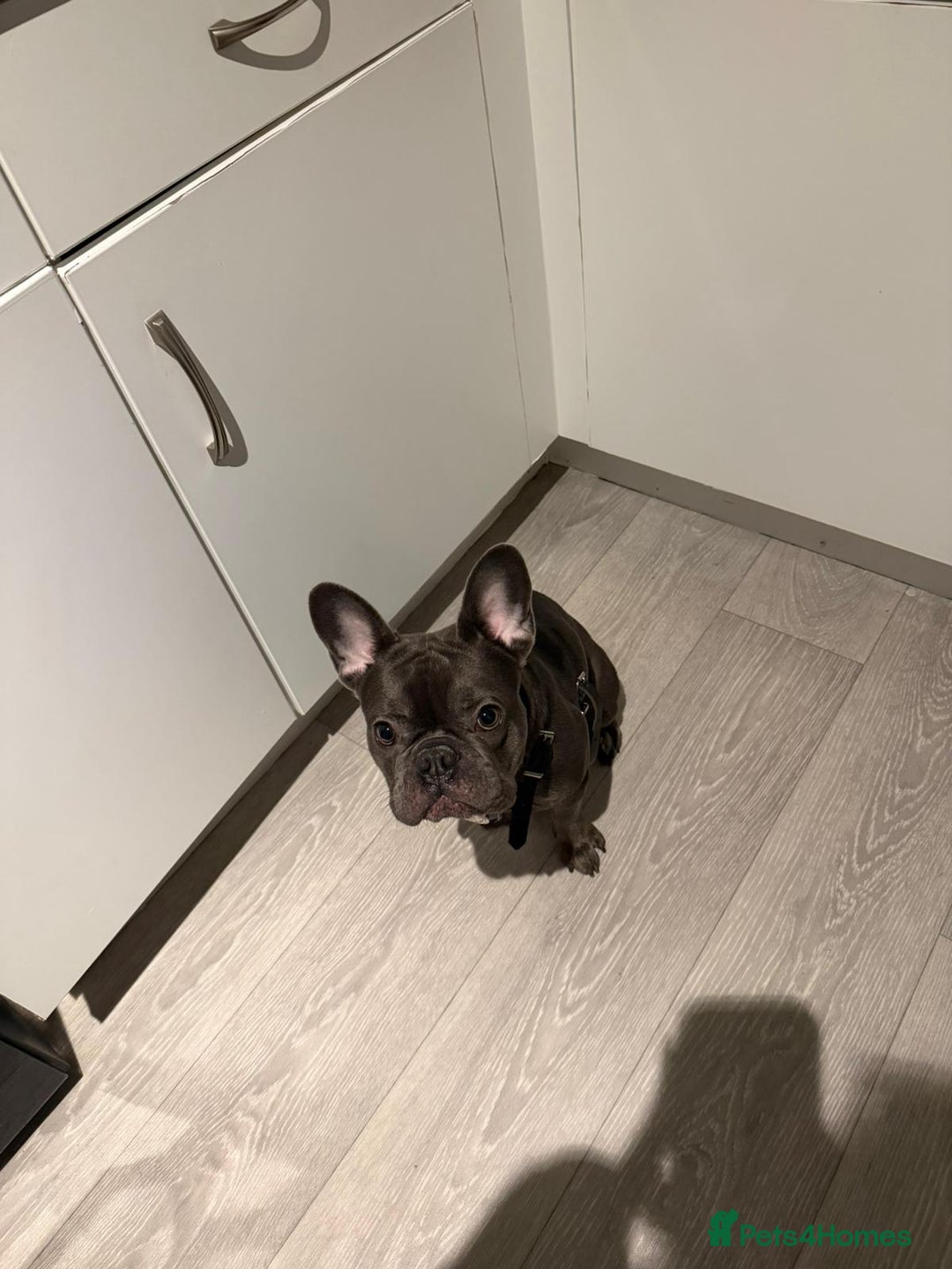 French Bulldog dogs for sale: 10 Month old male Frenchie - Advert 2