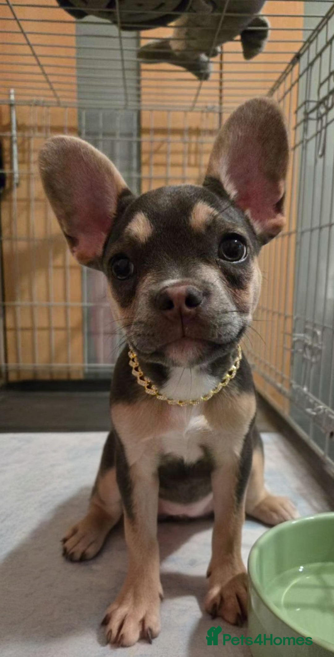 French Bulldog dogs for sale: Female 6 months old French bulldog - Image 1