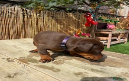 Dobermann dogs for sale: Doberman brown & tan - Image 7