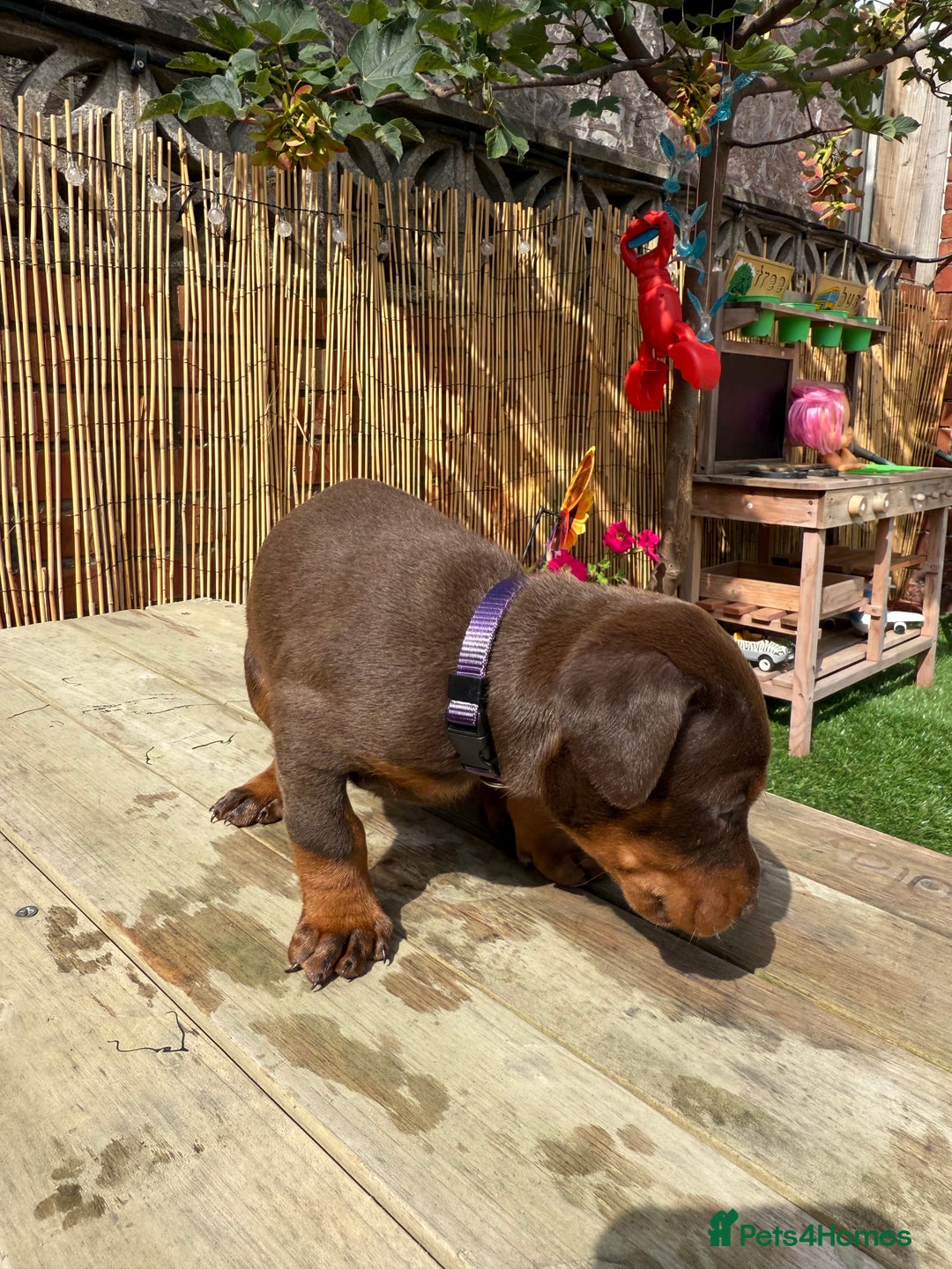 Dobermann dogs for sale: Doberman brown & tan - Image 7