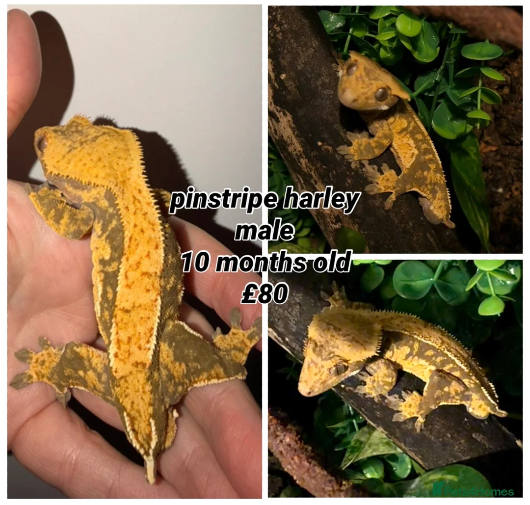 Gecko reptiles for sale: Stunning Crested Geckos - Advert 5