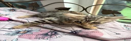 Bengal cats for sale: Quality kittens Bengal for sale in Harrow - Advert 8