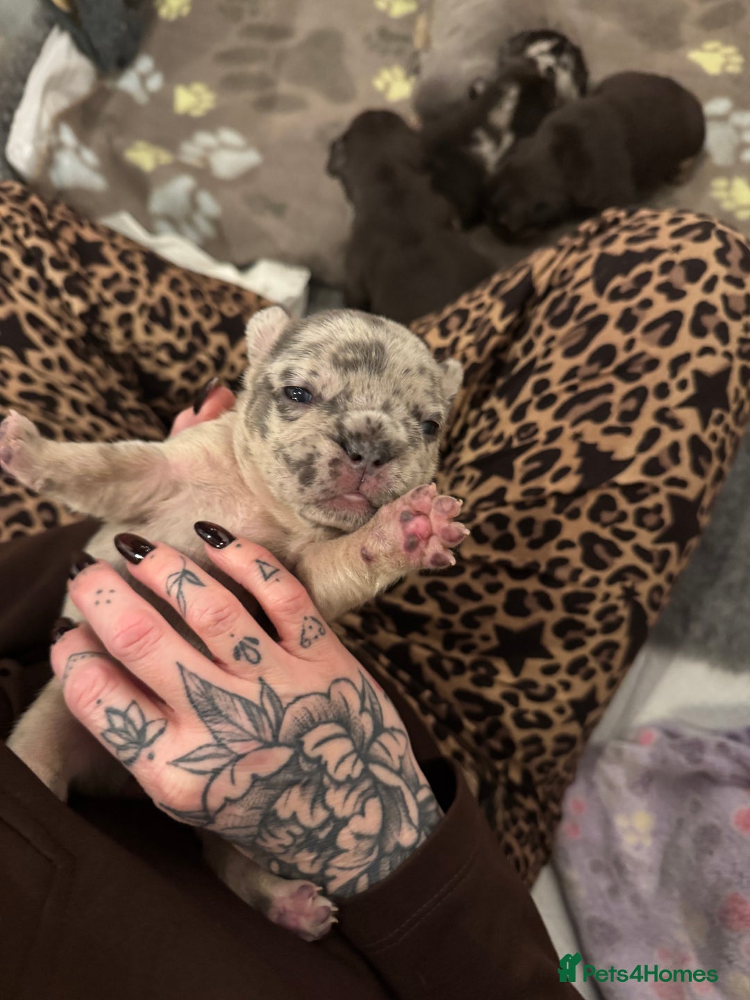French Bulldog dogs for sale: French bulldog puppies for sale  - Advert 2