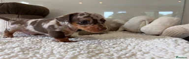Miniature Dachshund 2 (girl) 