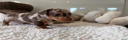 Miniature Dachshund dogs for sale: Beautiful mini dachshund girls🥰 - Advert 13