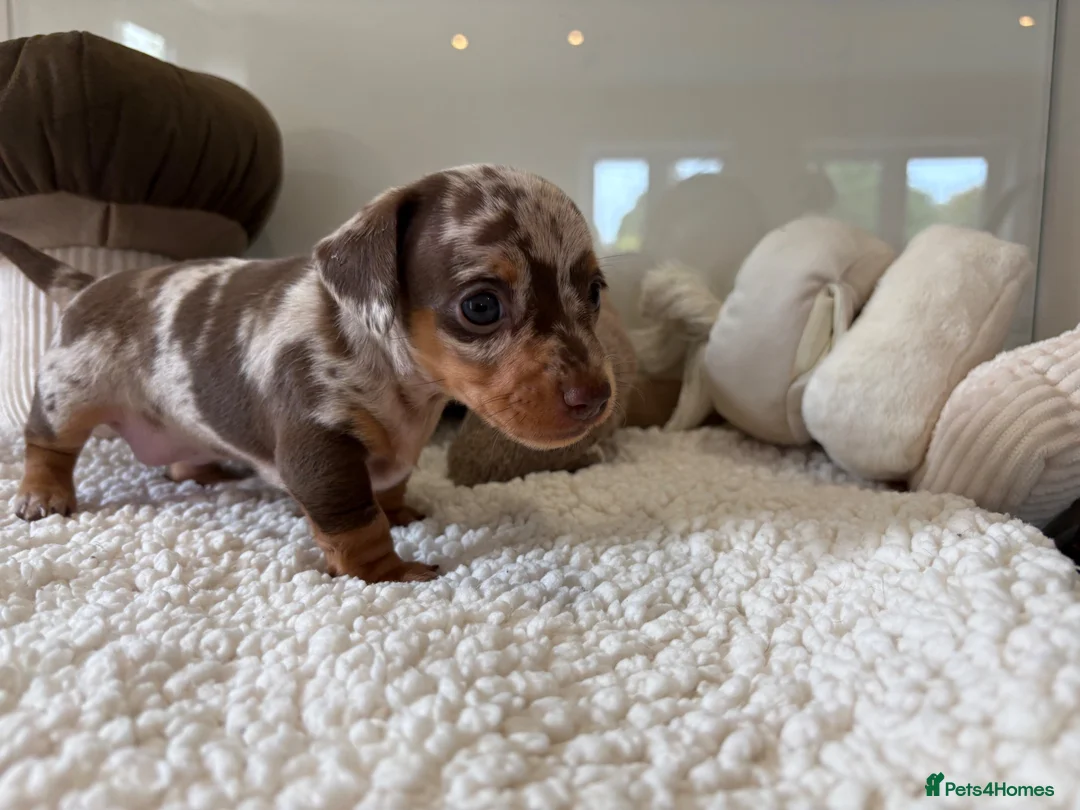 Miniature Dachshund dogs for sale: Beautiful mini dachshund girls🥰 - Advert 13