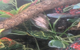 Frog reptiles for sale: Downsizing tree frogs  - Image 6