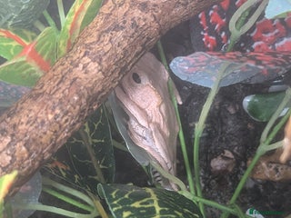 Frog reptiles Lovely tree frogs need new homes - Advert 1