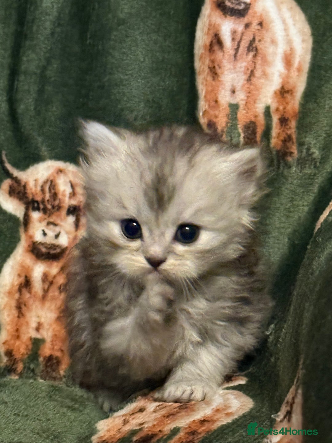 Persian cats for sale: ✨ Stunning Persian Kitten – Female – Ready Now 🌟 - Image 5