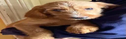 Labradoodle dogs for sale: Beautiful Labradoodle Puppies For Sale - Advert 11
