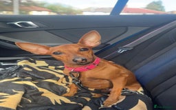 Miniature Pinscher dogs for sale: Pure 100% Miniature Pinscher-Licensed Breeder🐾❤️  - Image 5