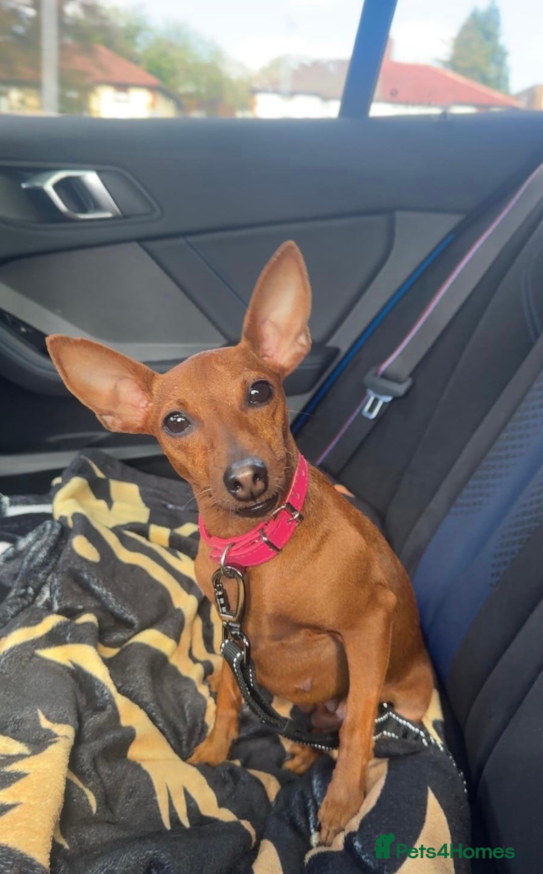 Miniature Pinscher dogs for sale: Pure 100% Miniature Pinscher-Licensed Breeder🐾❤️  - Image 5