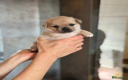 Mixed Breed dogs for sale: Adorable Pug x Pomeranian Puppies  - Image 32