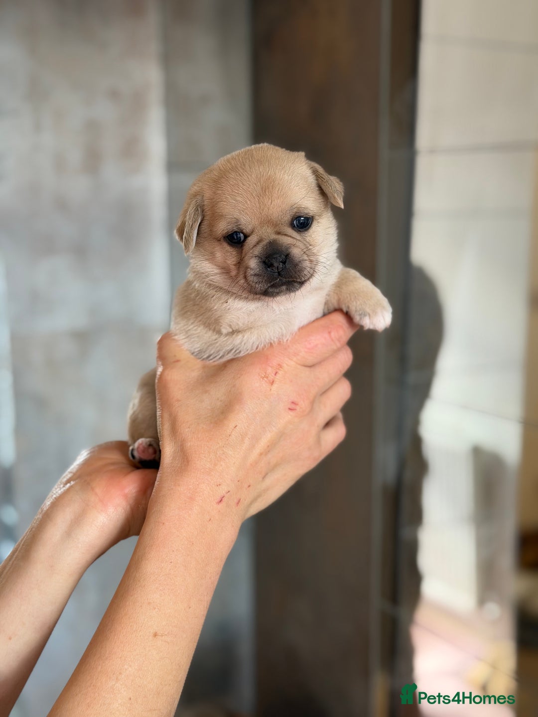 Mixed Breed dogs for sale: Adorable Pug x Pomeranian Puppies  - Image 32