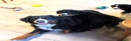 Bernese Mountain Dog dogs for sale: Bernese Mountain Dog Puppies in Birmingham - Advert 5