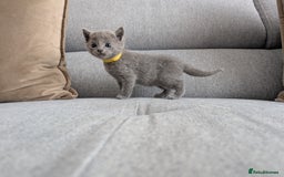 Russian Blue cats for sale: Russian blue babies looking for FOREVER homes - Image 31
