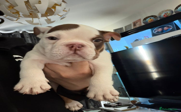 English Bulldog dogs - Advert 3