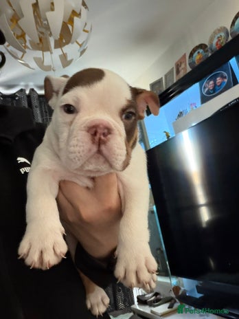 English Bulldog dogs - Advert 3