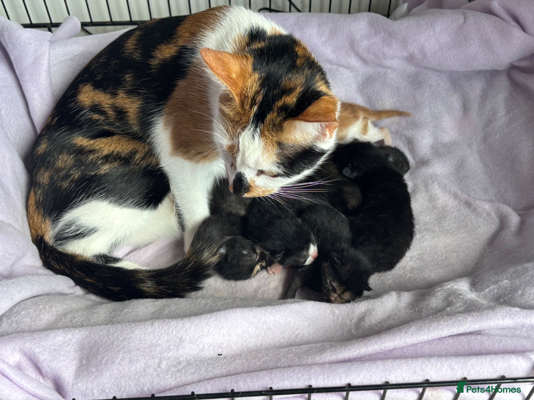 Mixed Breed cats 8 week old girl kittens  - Advert 2