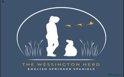 English Springer Spaniel dogs for sale: Springer Spaniel Puppies for sale  - Image 30