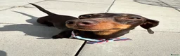 Miniature Dachshund dogs for sale: pixie  - Advert 1
