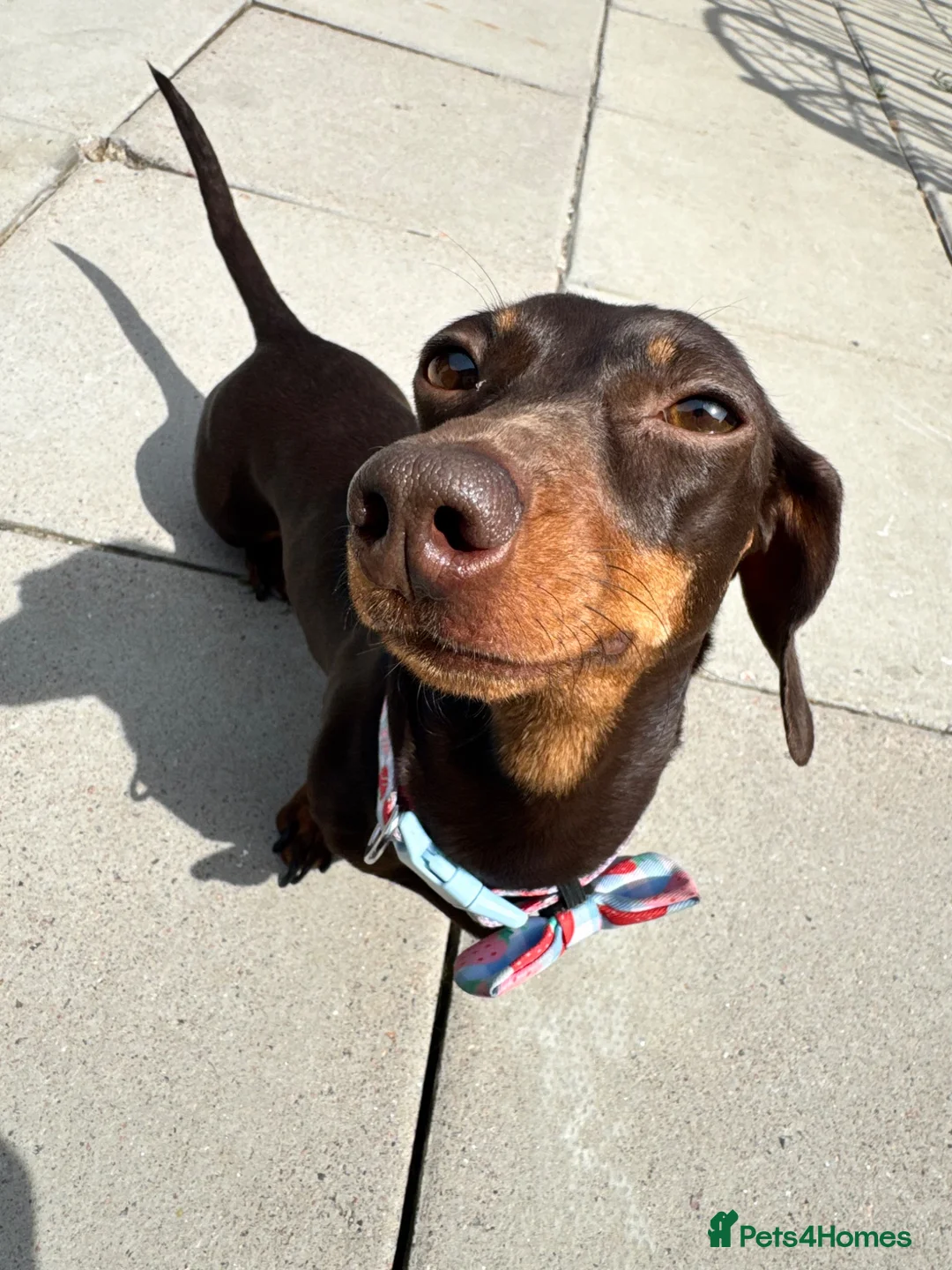 Miniature Dachshund dogs for sale: pixie  - Advert 1