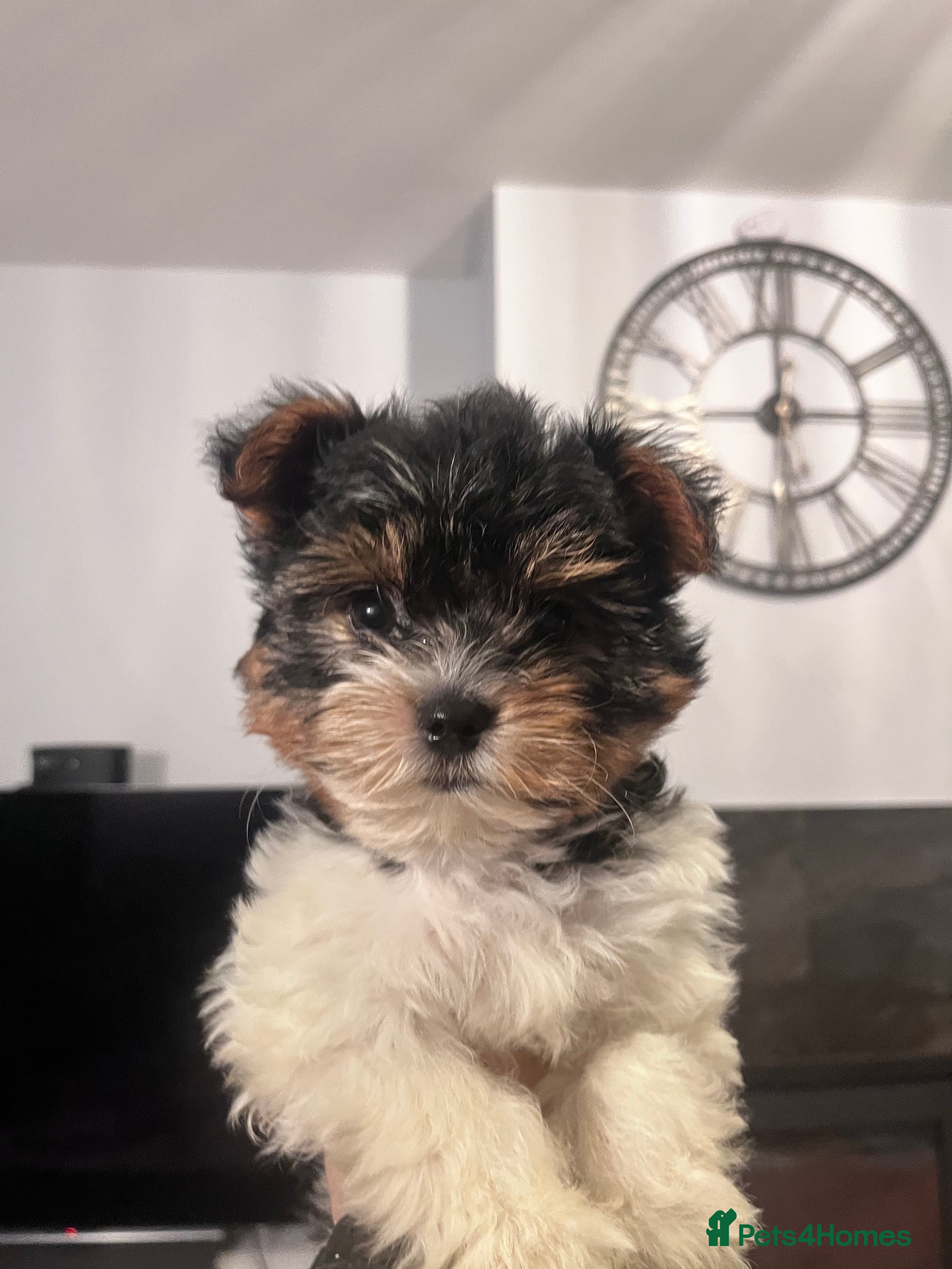 Biewer Terrier dogs Last Girl Pure Biewier Terrier READY TO GO - Advert 7