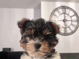 Biewer Terrier dogs Last Girl Pure Biewier Terrier READY TO GO - Advert 7