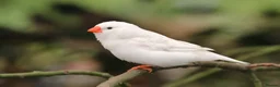Finches birds for sale: Various Zebra Finch Variants  - Advert 11