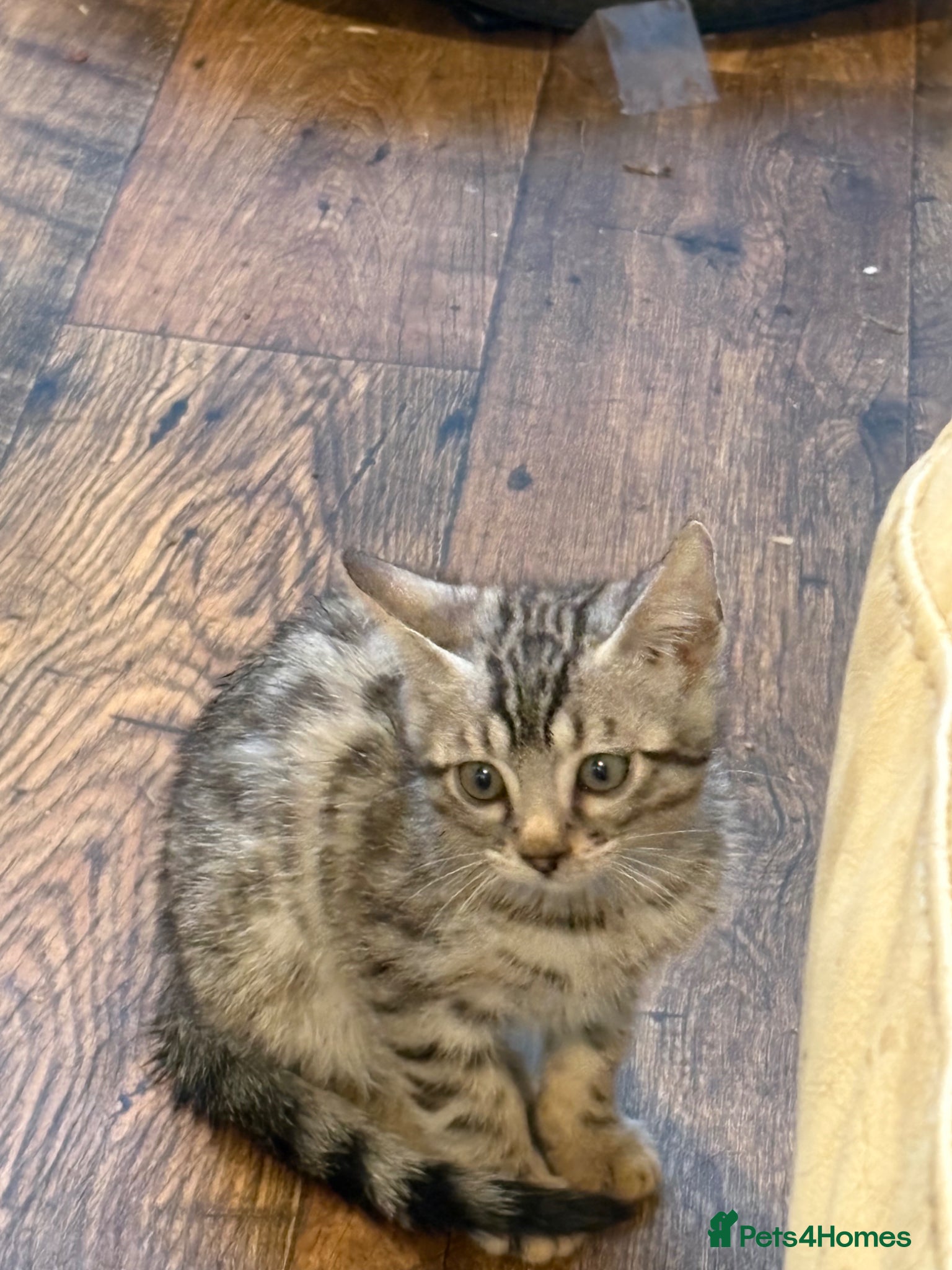 Bengal cats for sale: Registered Silver Spotted Bengal - Advert 5