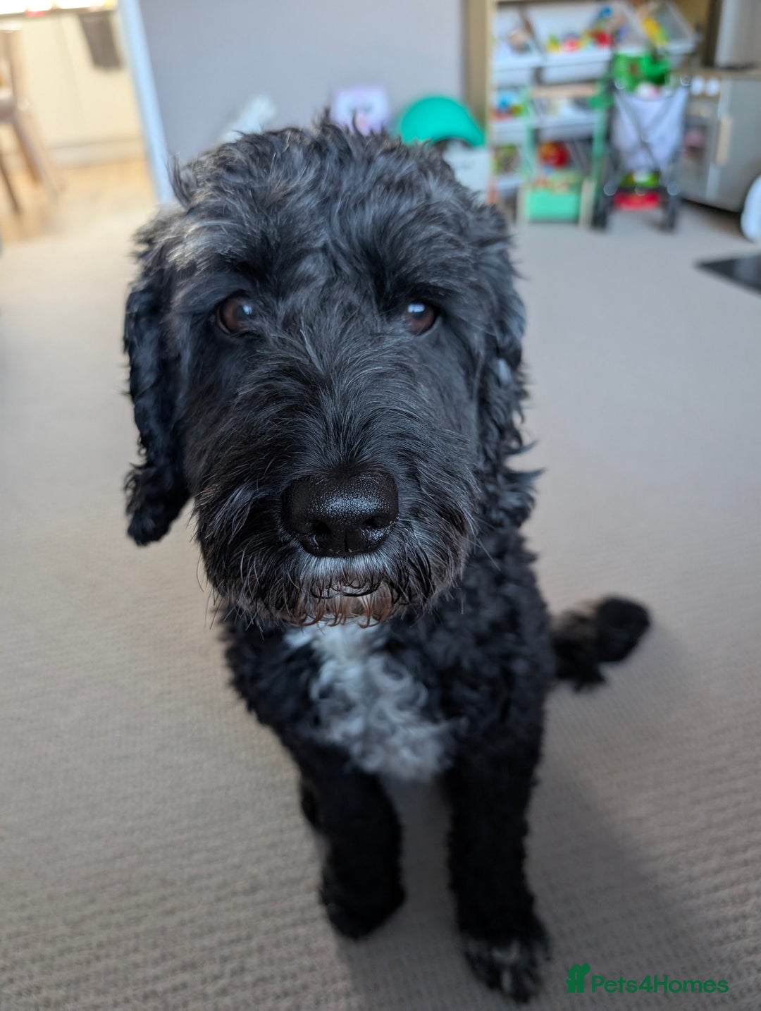 Mixed Breed dogs for sale: Looking for active couple/person with no kids/cats - Image 4