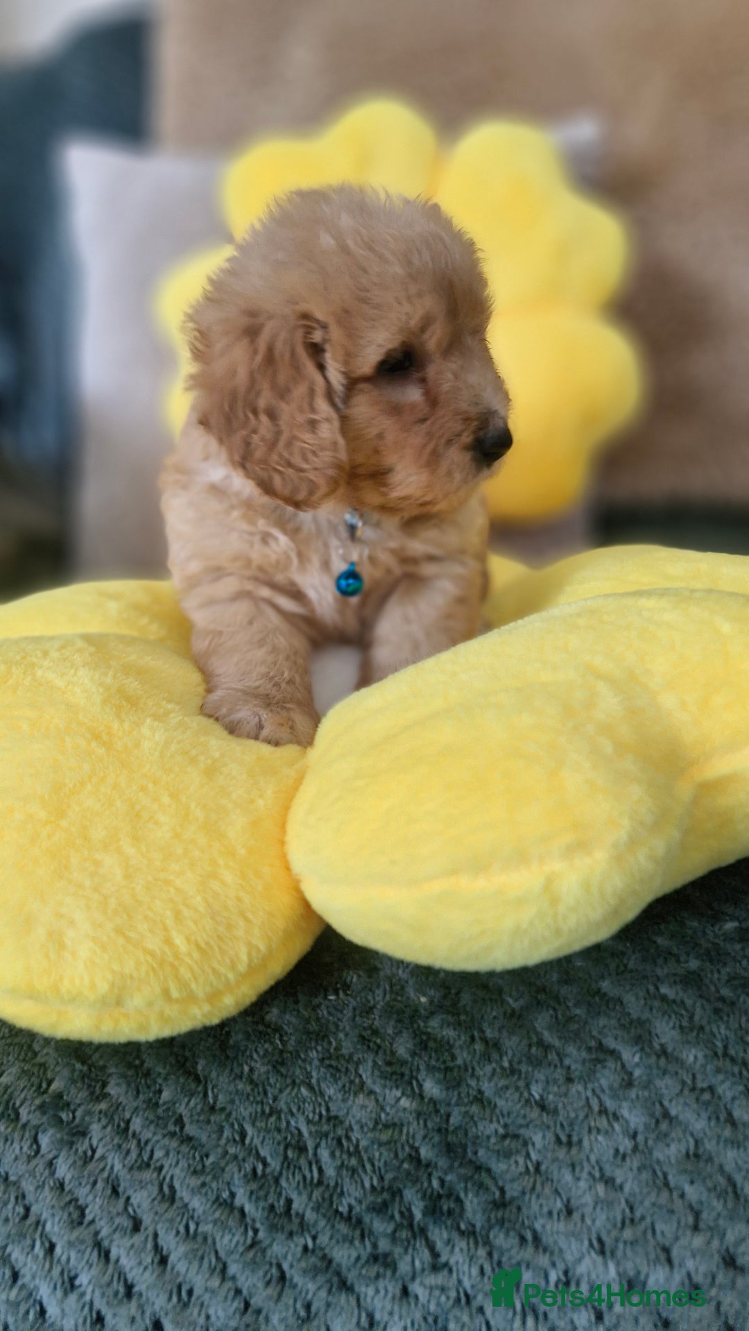 Mixed Breed dogs for sale: Maltipoo puppies  - Image 30