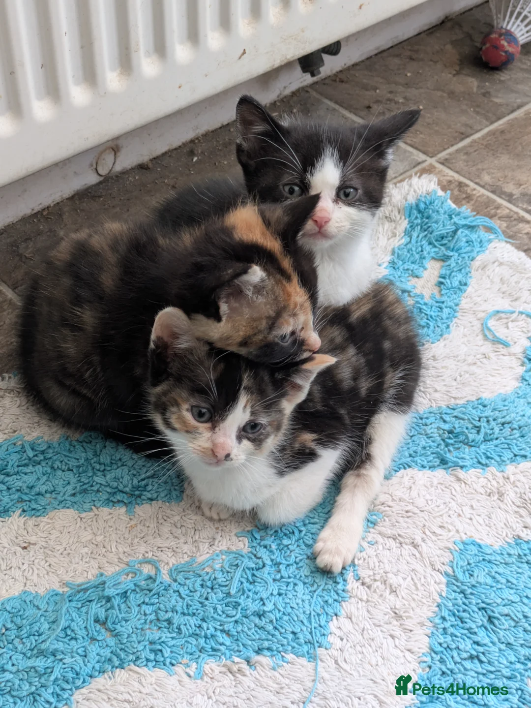 Burmese cats for sale: Tortoiseshell pretty burmese cross kittens  - Advert 5