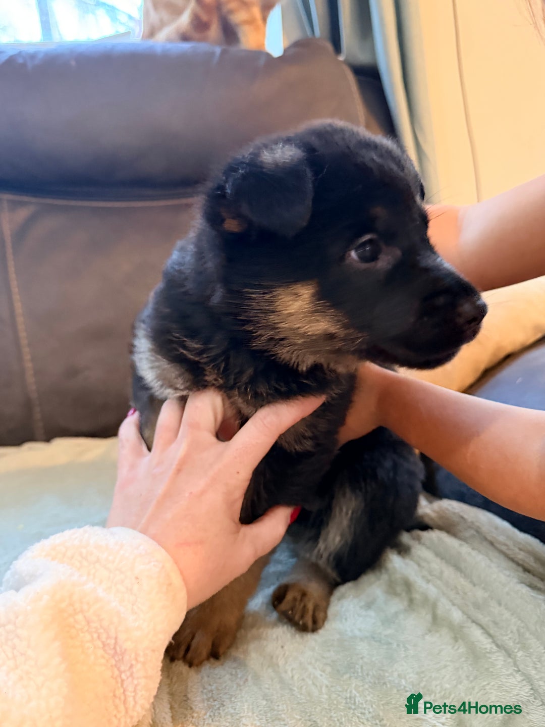 German Shepherd dogs for sale: 4x German shepard  pups females available  - Advert 15