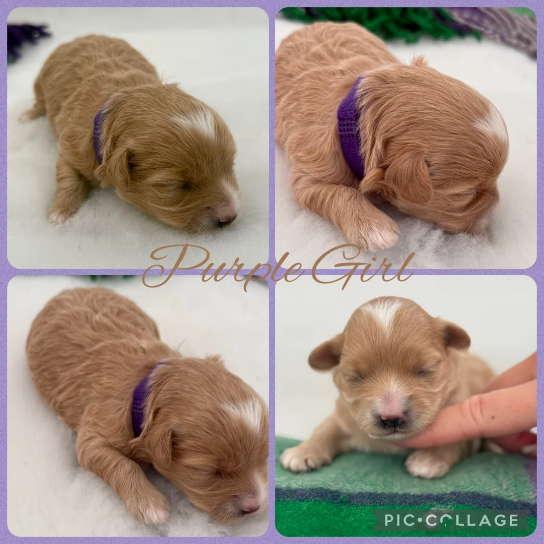Maltipoo dogs for sale: Tiny prestige champion Asian Russian Maltipoos💜 - Advert 2