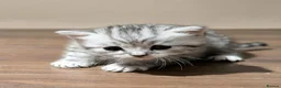 British Shorthair cats for sale: Adorable Silver Tabby Kittens 2 boys in Accrington - Advert 4