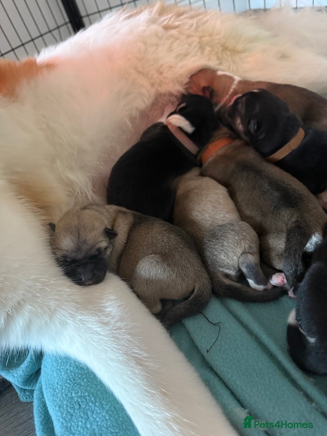 Huskita dogs for sale: Gorgeous Huskita Puppies  - Image 8