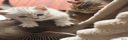 Bengal cats for sale: BEAUTIFUL BABY BENGALS FOR SALE  - Advert 23
