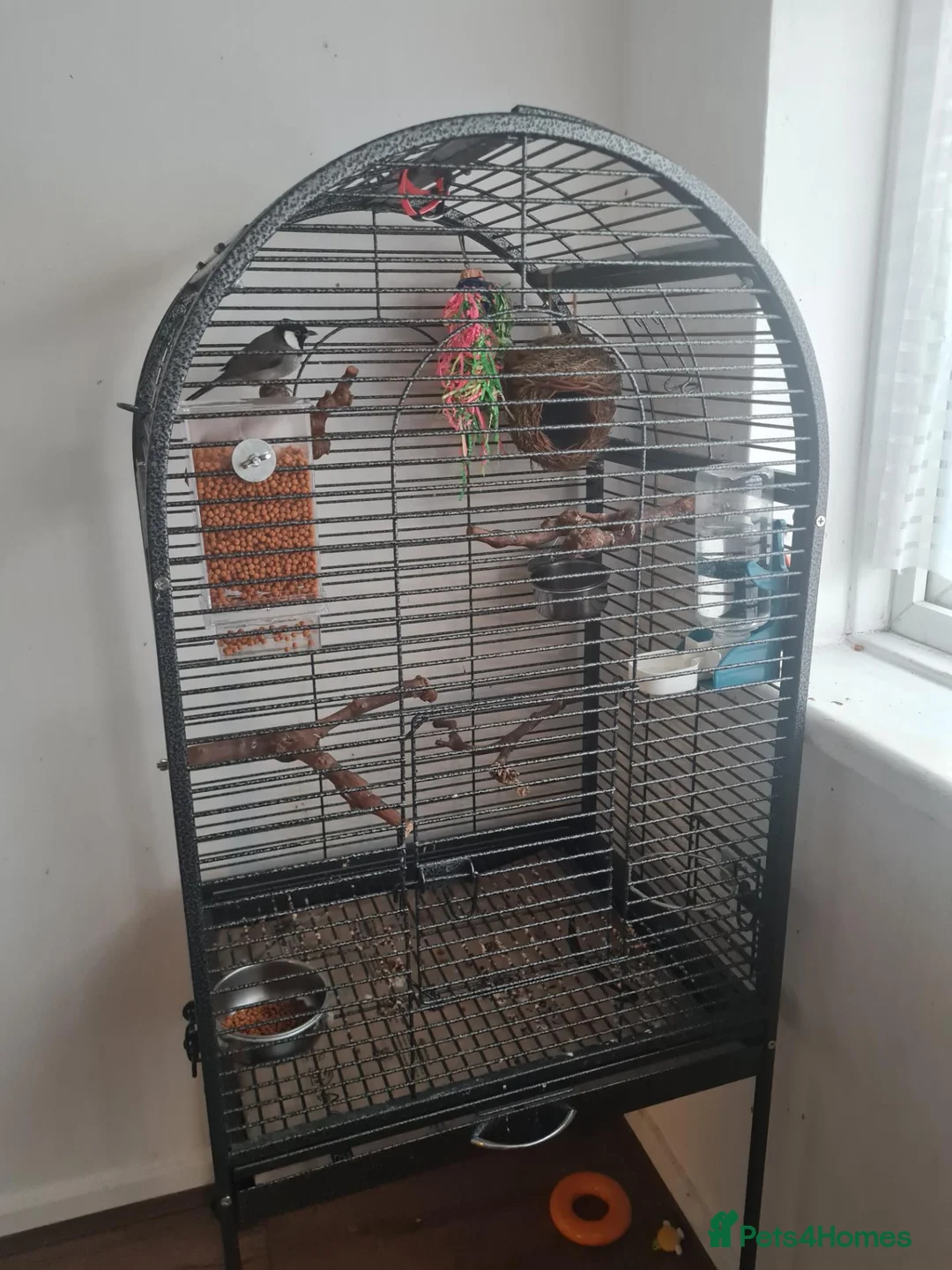 Mixed Breed birds for sale: Female iraqi bulbul  in London - Advert 2